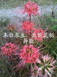 末日求生开局复制一亿瓶矿泉水